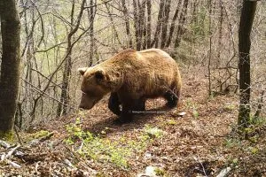 Македонија ќе учествува во генетското пребројување на кафеавата мечка