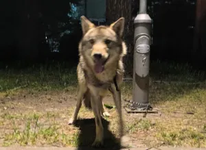 A ‘pet’ wolf captured in Kozle last night to continue life at the Skopje Zoo